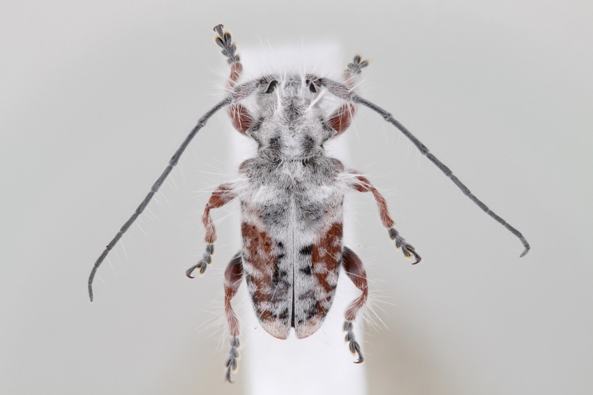 Photograph of a beetle covered in white fluffy hairs
