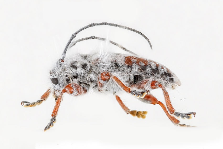 Photograph of a beetle from the side. It is covered in white fluffy hairs