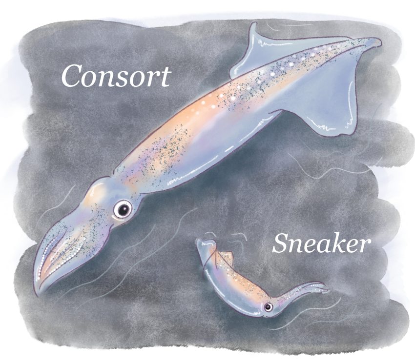 Illustration of consort and sneaker squids. The consort is much larger than the sneaker