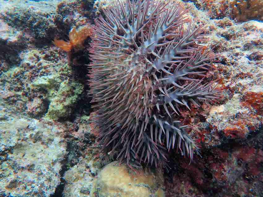 Underwater photograph of a thorny purple-coloured starfish attached to a coral